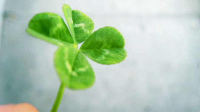 Four Leaf Clover